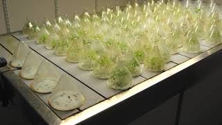 Plant biochemistry | Wikipedia audio article