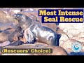 Epic Seal Rescue - Must Watch