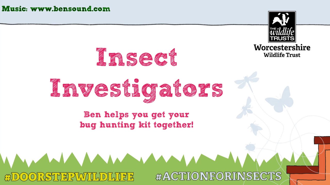 Insect Investigators - Insect Hunting - YouTube