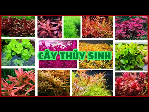 Video Các Dòng Cây Thủy Sinh P.1 - Thủy Sinh Chia Sẻ - youtube