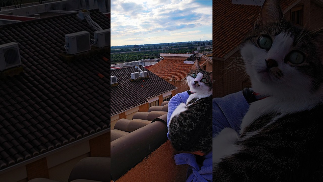 😸🌿Будни Миссы в гостях 