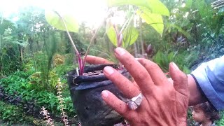 Tanam Uwi Ungu setelah disemai 2 bulan