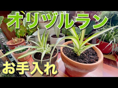 7月の蜘蛛植物ケア：子株を増やす8つの実践的なヒント