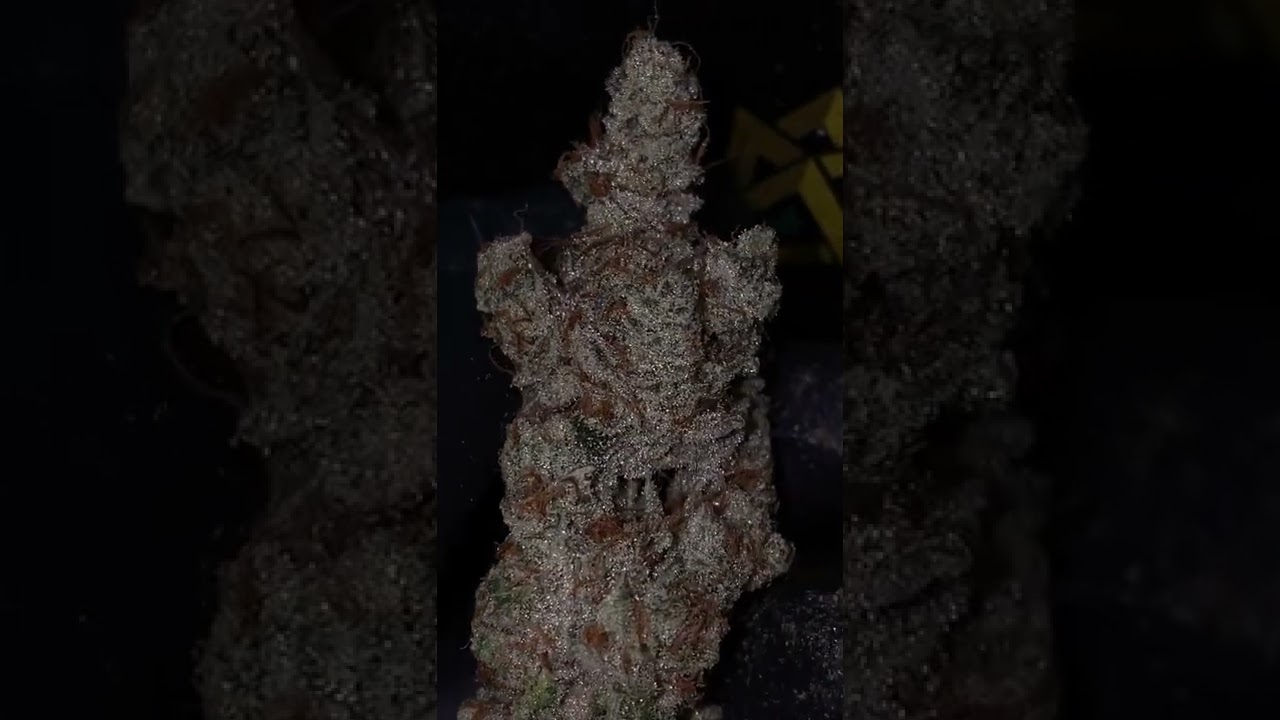 Oreoz x Gary Payton - Clearwater Genetics