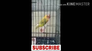 masteran love bird betina fighter