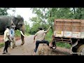 Elephant Mahendra, New Mysore dasara elephant Mp3 Song