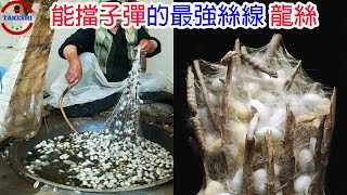 [生物放大鏡] 抵擋子彈隔絕箭矢的神奇絲線'龍絲' | 擋住子彈的人類皮膚 | 最強絲線