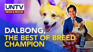Kilalanin ang Best of Breed champion sa World Dog Show 2023 na si Dalbong | Pet Talk