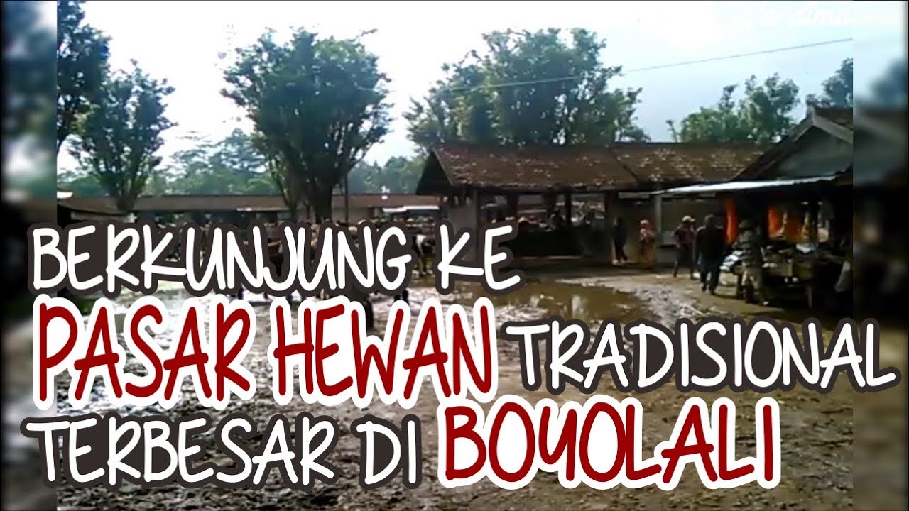  Pasar  Hewan  di  Boyolali Jawa  Tengah  YouTube
