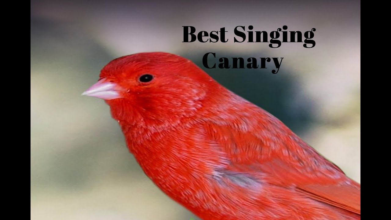 Beautiful view of Best Singing Canary Supplies Online