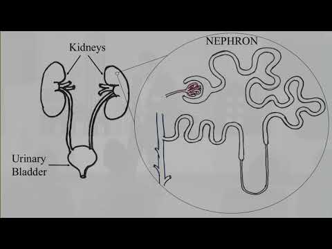 Video: From Bleeding To Drinking Urine: The Harsh And Merciless Medicine Of The Past - Alternative View