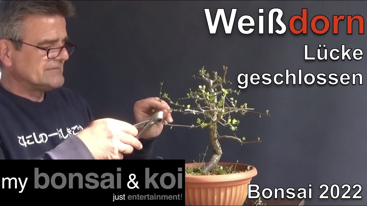 Bonsai 2022-53 - Weißdorn - Crateagus - kein einfaches Jahr, aber mit Zuwachs!