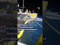 Whale shark trapped in fishing net in Vietnam released by fishermen