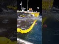 Whale shark trapped in fishing net in Vietnam released by fishermen