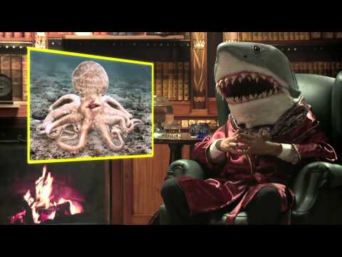 Watch Mega Shark Versus Giant Octopus Online