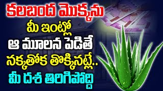 కలబంద మొక్కను ఇంట్లో అక్కడ పెడితే వద్దన్నా డబ్బే డబ్బు | Interesting Facts About Aloe Vera | Money