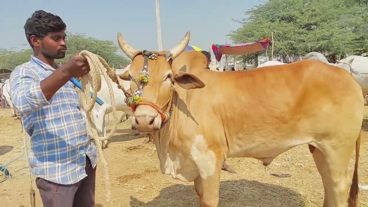 Pebbair oxen videos | Pebbair eddula santha | Top most Bull market in Telangana | Ox ‎@purnafarms 