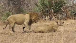 Lions Mating (Chada Pride), Katavi NP, Tanzania