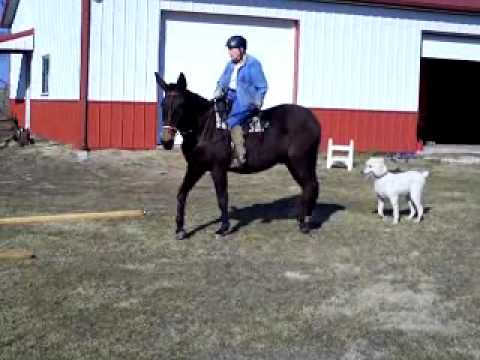 Mule for Sale - YouTube