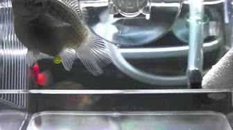 熱帯魚 モーリー 出産お気に入り Youtube