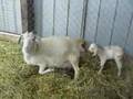 Nacimiento cabra en zoologico de rancagua