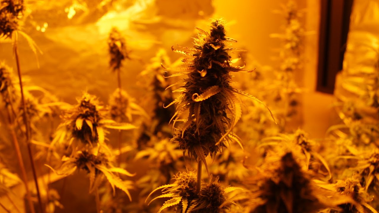 MI PRIMER CULTIVO INDOOR de MARIHUANA AUTOFLORECIENTE | SEGUIMIENTO COMPLETO