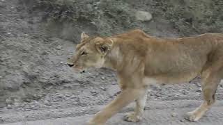 Female Lion! The Most Active Species || Look at the Lioness