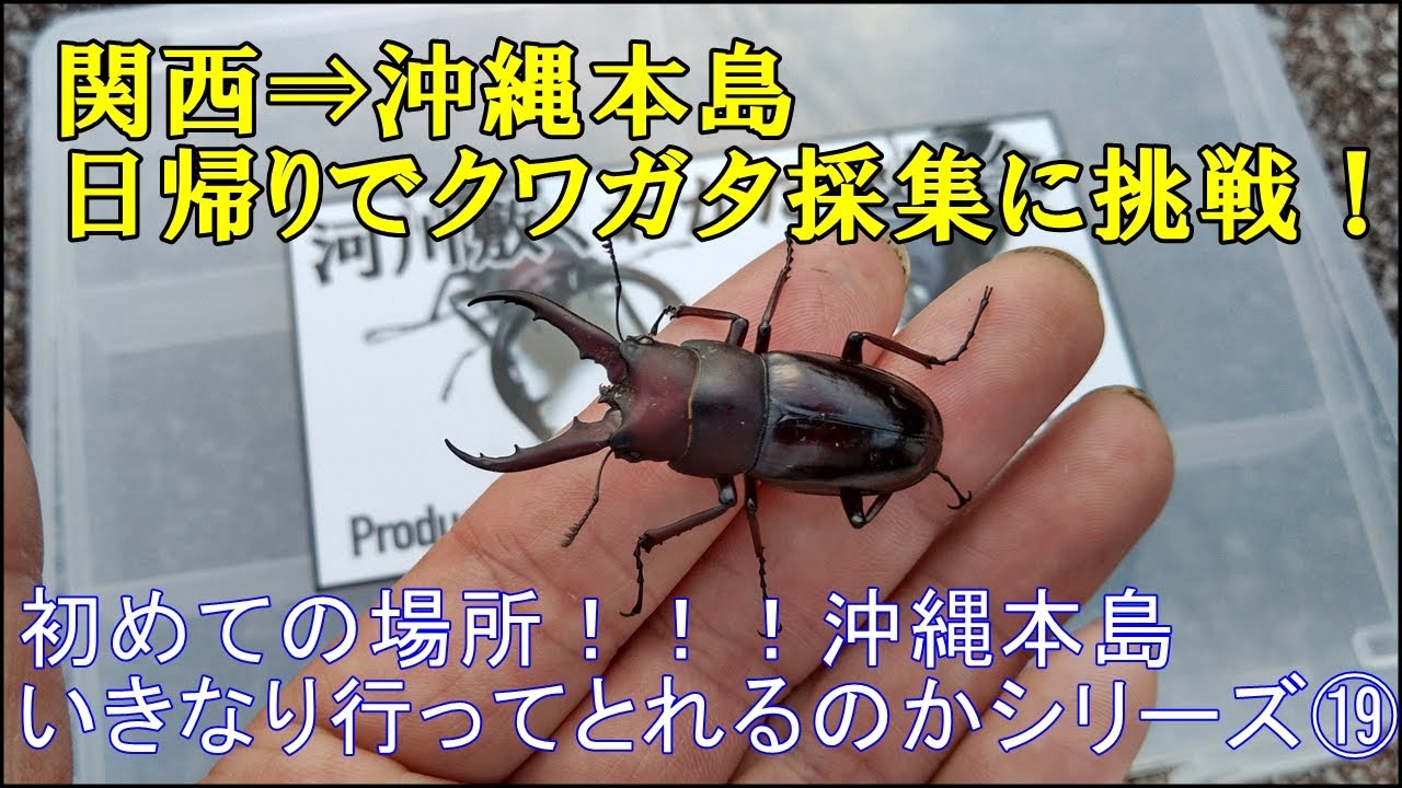 関西から沖縄本島へ 日帰りクワガタ採集に挑戦 限られた時間の中でクワガタは見つかるのか ショウロウクサギを狙う Youtube 関西から沖縄本島へ 日帰りクワガタ採集に挑戦 限られた時間の中でクワガタは見つかるのか ショウロウクサギを狙う Youtube