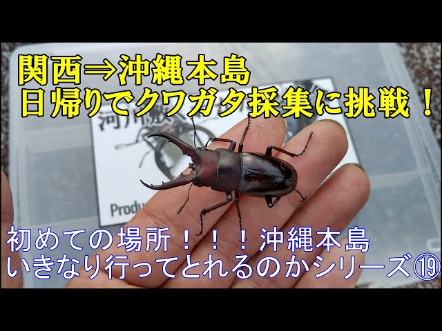 A one-day trip from Kansai to Okinawa Island to try and collect