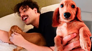 Thumbnail for Meu novo cachorrinho