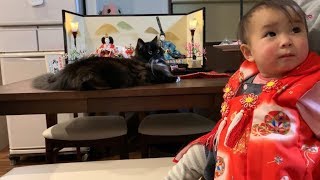 雛祭りと誕生日を一緒にお祝いされる猫　ラガマフィン　Cat celebrating Hinamatsuri and birthday at the same time
