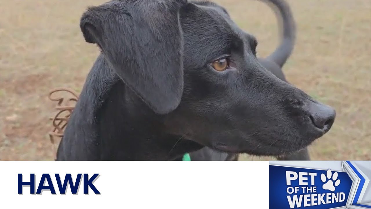 Adopt Hawk at Texas Humane Heroes! FOX 7 Austin YouTube