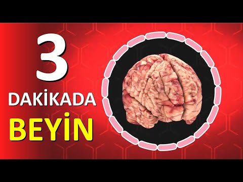 3 DAKİKADA İNSAN BEYNİ!