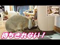 ご飯が出てくる時間が分るうさぎ (モコ)