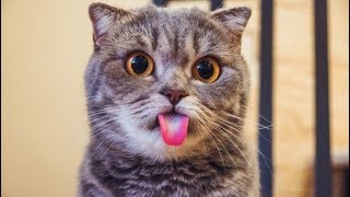 EN KOMİK KEDİ VİDEOLARI 1- FUNNY ANIMALS (GÜLME GARANTİLİ!)