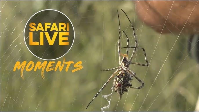 Time-Lapse of Spider Making Its Web Is Mesmerizing - Nerdist