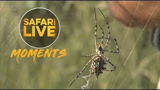 Garden Orb Web Spider Catches and Kills Flies in Her Web