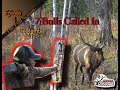 HIGH COUNTRY ARCHERY ELK HUNT: THE FULL SEASON 2020,Episode 3 of 4