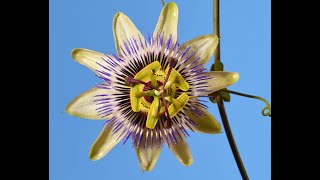 Beautiful Passion flower blooming time lapse. Passiflora 4K #passionflower#flowertimelapse by Neil Bromhall 4,595 views 1 year ago 56 seconds