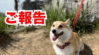 コーギー犬ももちゃんねる Youtube コーギー犬ももちゃんねる Youtube