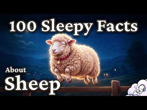 Sheep: The Sleepy Science of Wool, Warmth, and Counting to Sleep
