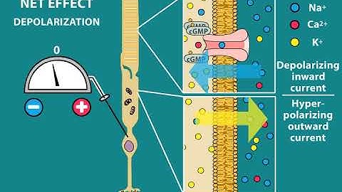 Phototransduction and Visual processing