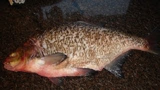 Как приготовить лещ на гриле. | How to cook grilled bream. Как приготовить лещ на гриле. | How to cook grilled bream.