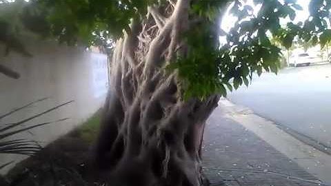 Frankie2Socks - Strangler Fig