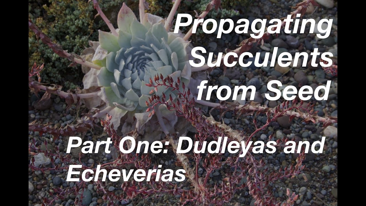 How To Start Succulents From Seeds Part One Echeverias Dudleyas How To Start Succulents From Seeds Part One Echeverias Dudleyas