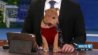 Puppy Pop-Up Adoption Event happening Saturday in Walker