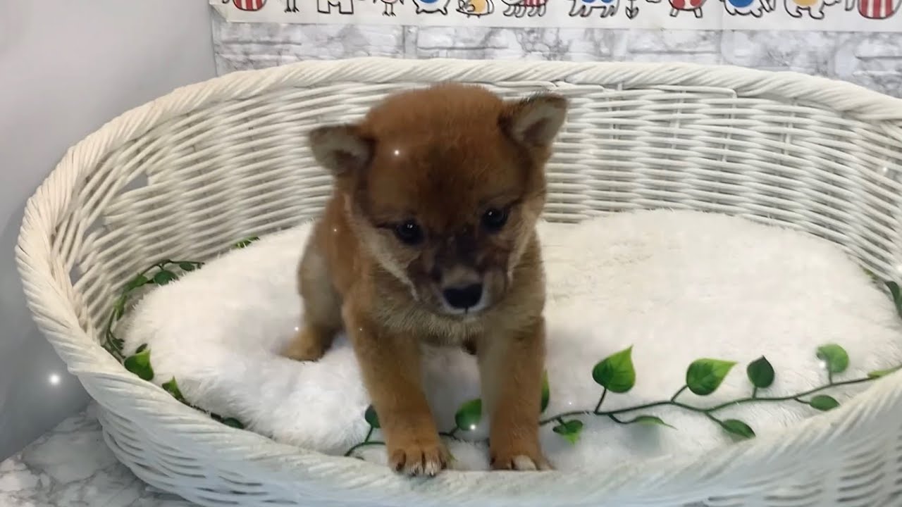 柴犬♀2509D0854 - YouTube