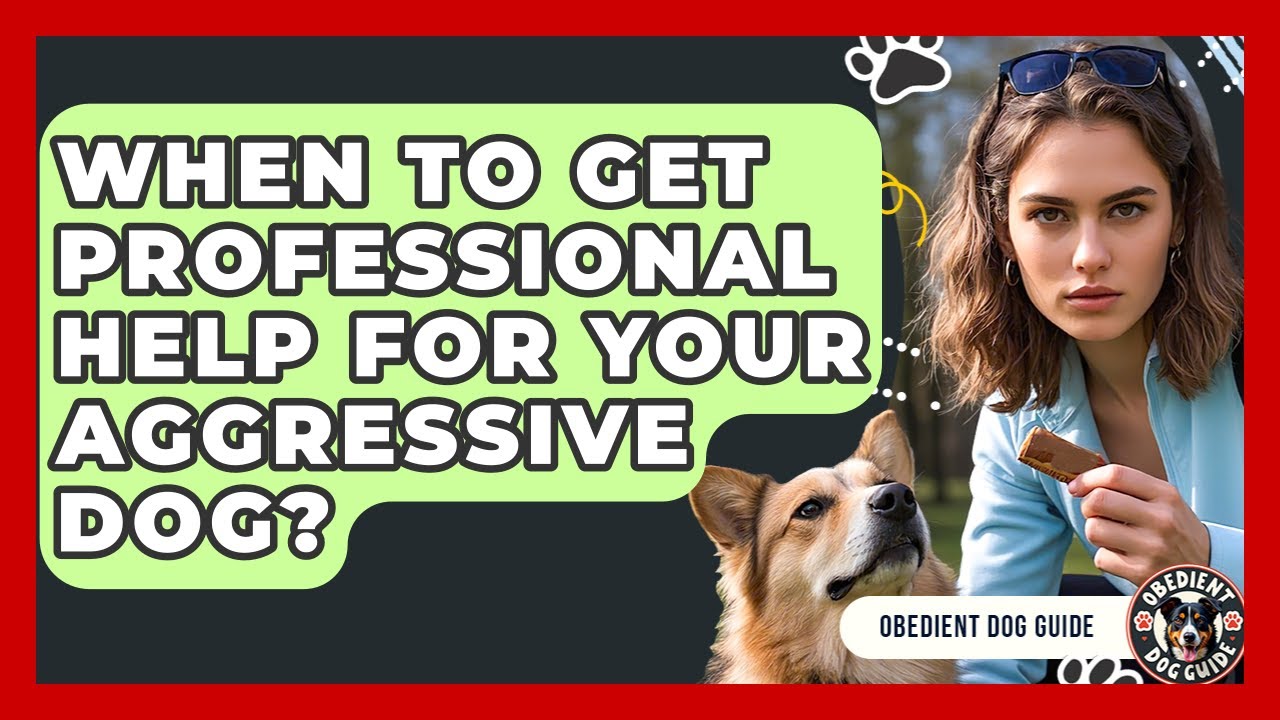 When To Get Professional Help For Your Aggressive Dog? - Obedient Dog Guide