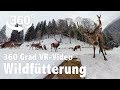 Wildfütterung im Winter | 360 Grad VR Video | GoPro Fusion