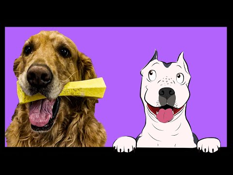 Playology Squeaky chew Stick review with guest toy tester Galahad!